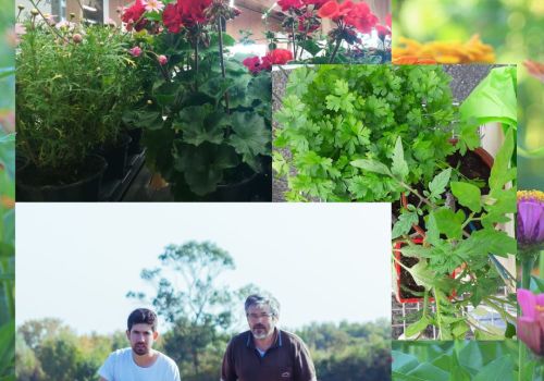 les plants de fleurs et de légumes 🍅 de Lionel et Jonathan