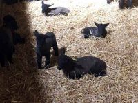 A la ferme d'Aunis agneau