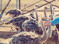 A la Ferme d'Aunis autruche