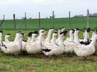 A la Ferme d'Aunis canard