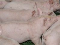 A la ferme d'Aunis porc