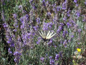 SCEA LES ENFOURNEAUX