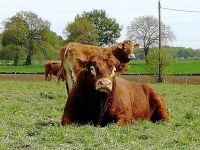 A la ferme d'Aunis boeuf