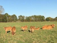 A la ferme d'Aunis veau