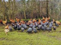 A la Ferme d'Aunis volaille