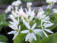 ail des ours A la Ferme d'Aunis