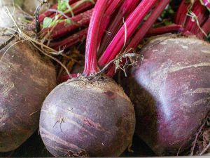 SCEA LES ENFOURNEAUX