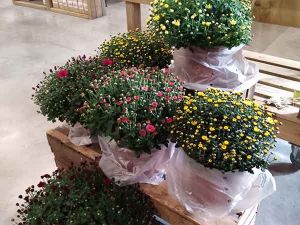 SARL LES FLEURS DE LA PIERRIÈRE