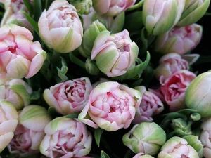 LES FLEURS DES SALIÈRES