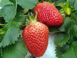 EARL LES JARDINS DE CONSTANCE