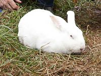 A la Ferme d'Aunis lapin