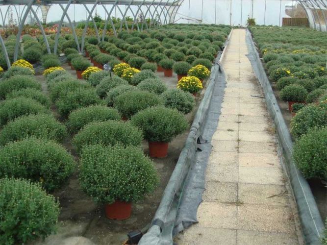 SARL LES FLEURS DE LA PIERRIÈRE