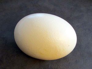 L'AUTRUCHE DE LAURETTE