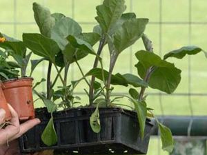 SARL LES FLEURS DE LA PIERRIÈRE