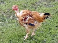 A la Ferme d'Aunis poule