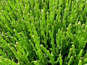 FERME DE L'ÎLE MADAME