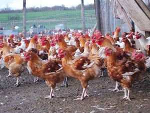 EARL LA FERME DE PRÉLIDE